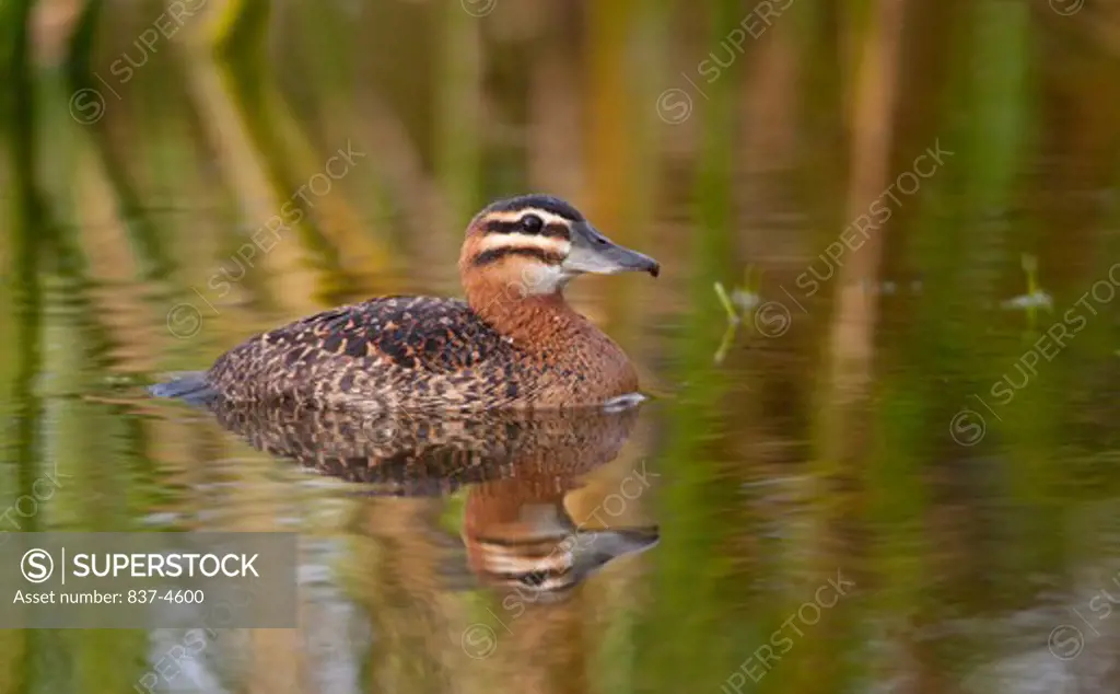 Female Masked Duck (Nomonyx dominicus) swimming in a pond