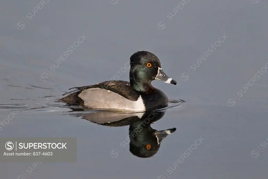Ring-Necked duck (Aythya collaris) swimming in a pond