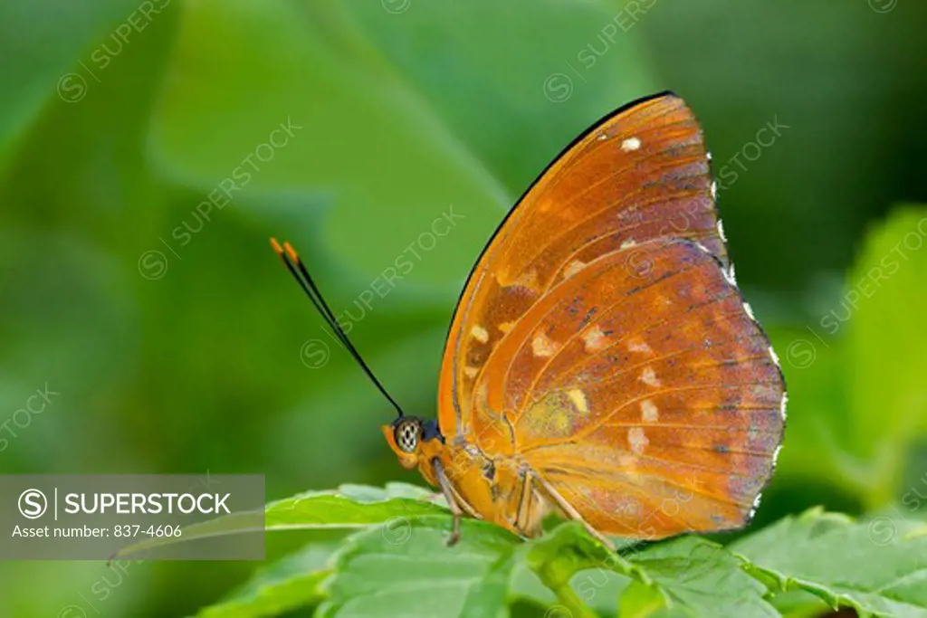Common Archduke butterfly (Lexias pardalis) on a green leaf