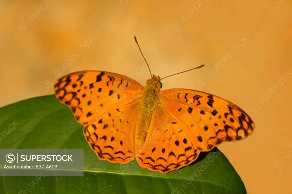 Close-up of a Common Leopard (Phalanta phalantha) butterfly on a leaf