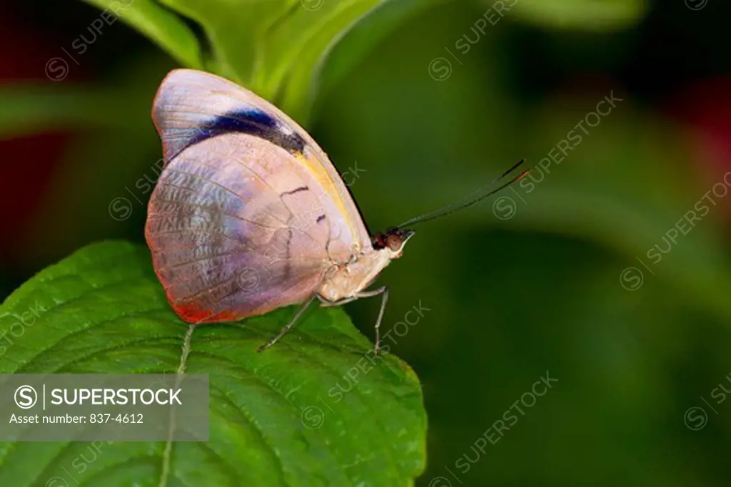 Grecian Shoemaker (Catonephele numilia) butterfly on a green leaf