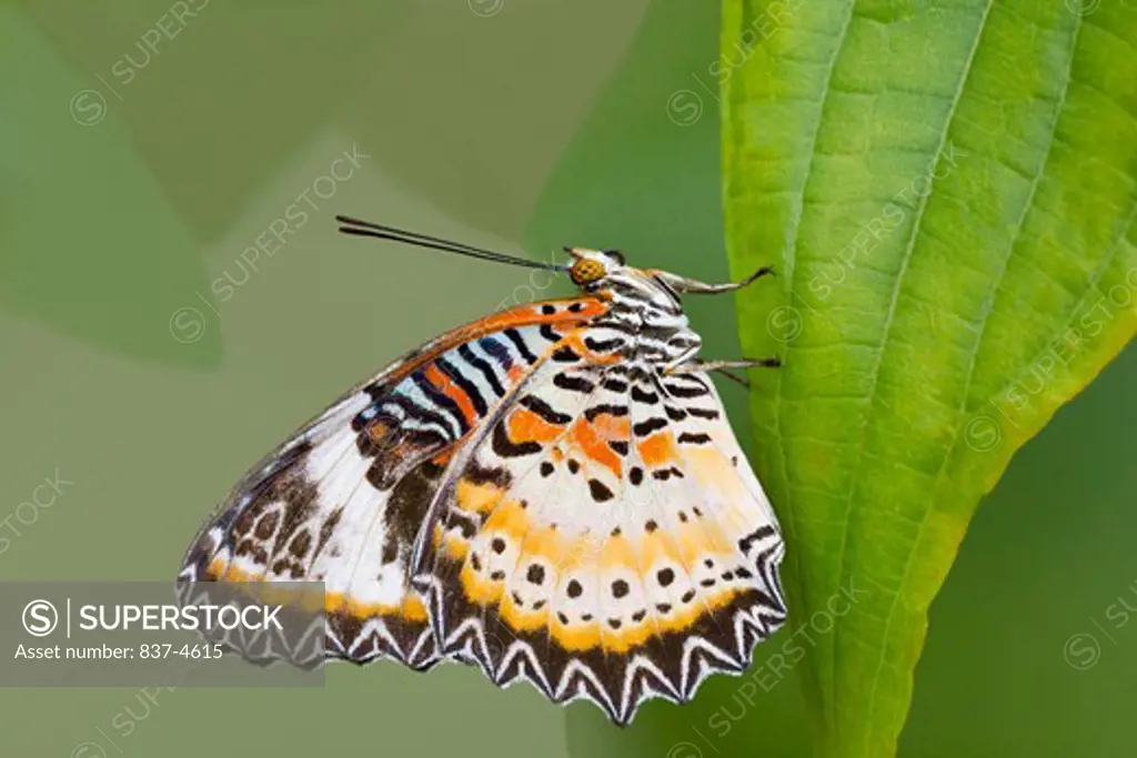 Close-up of a Leopard Lacewing (Cethosia cyane) butterfly