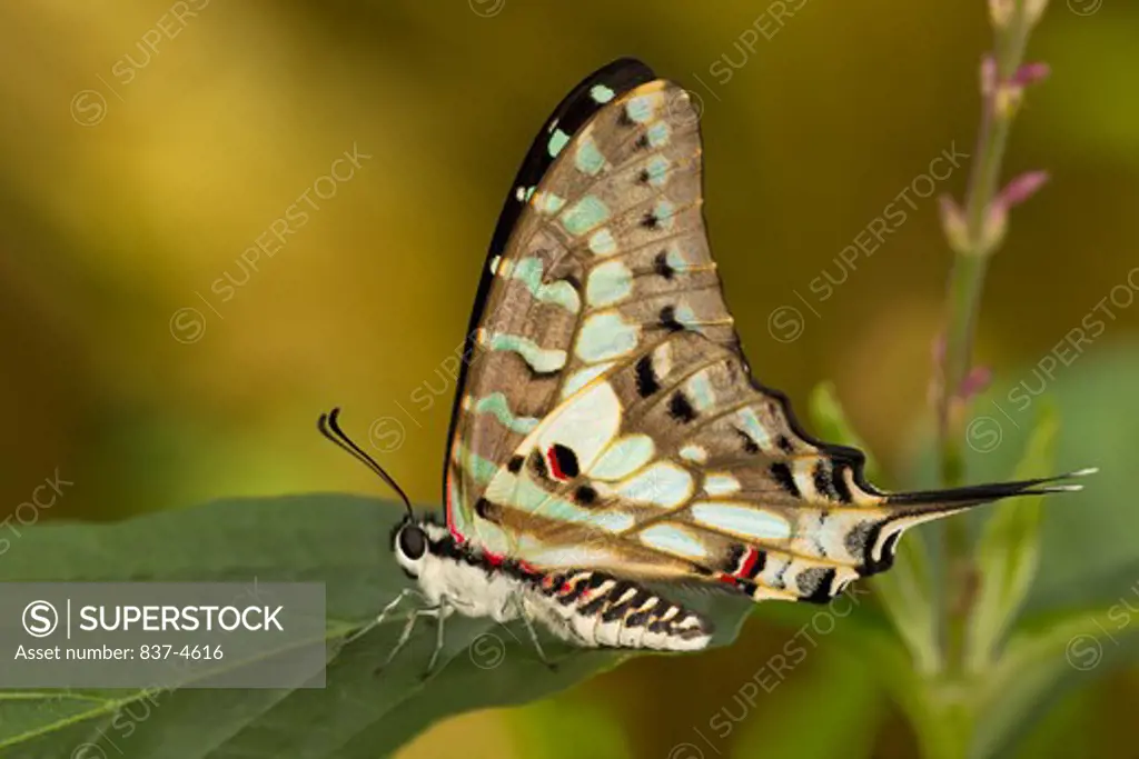 Close-up of a Large Striped Swordtail (Graphium antheus) butterfly on a green leaf