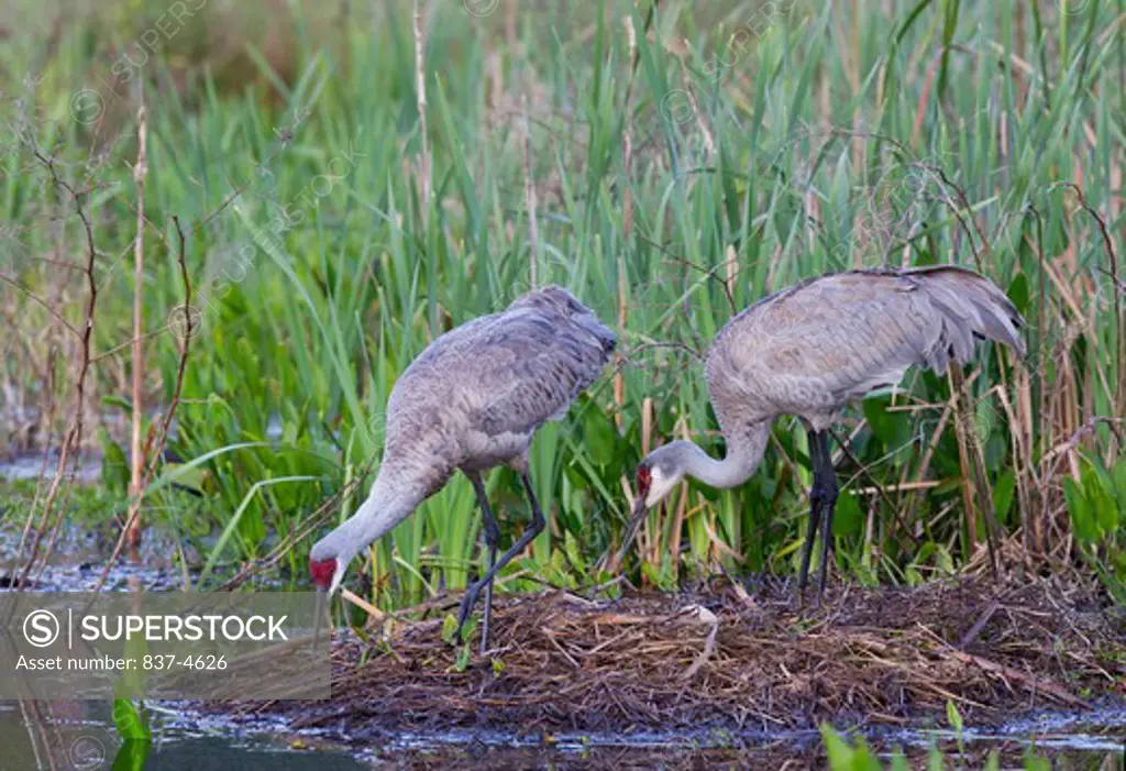 Two Sandhill cranes (Grus canadensis) on nest with eggs