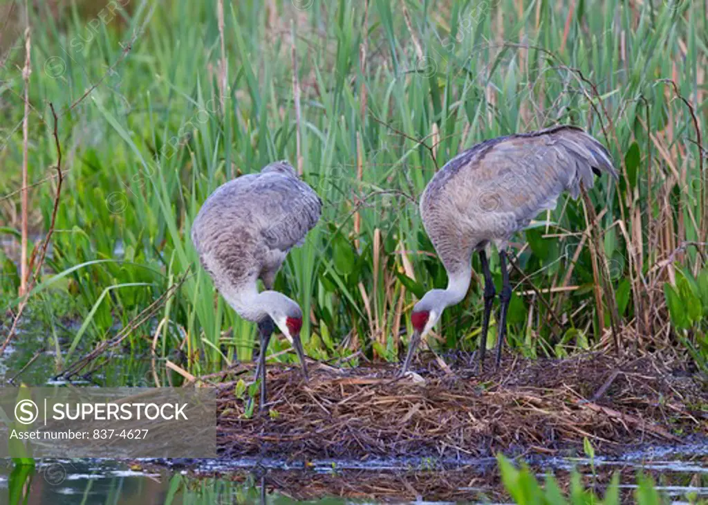 Two Sandhill cranes (Grus canadensis) on nest with eggs
