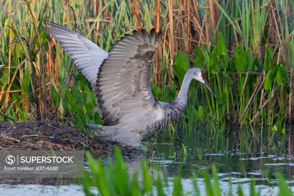 Sandhill crane (Grus canadensis) with spread wings in water