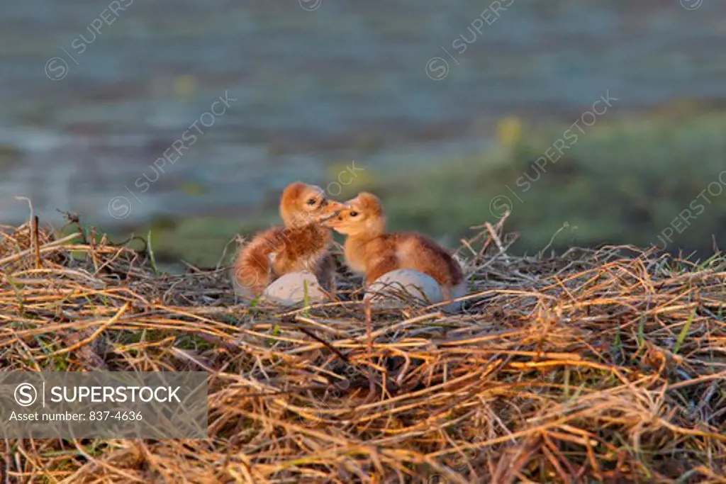 Two Sandhill cranes (Grus canadensis) baby chicks on a nest