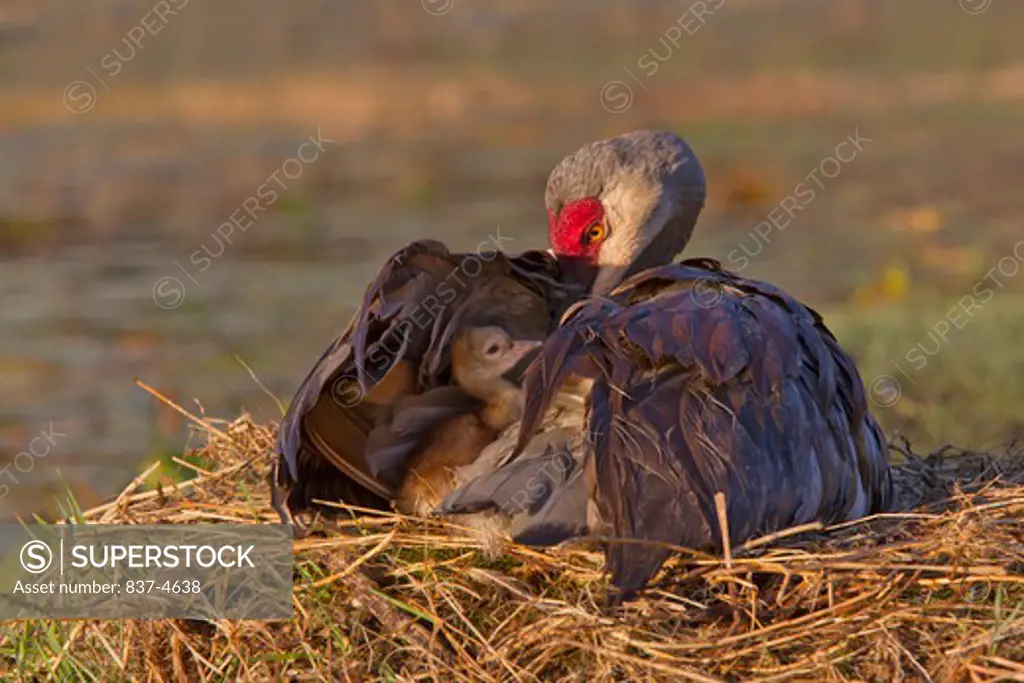 Sandhill crane (Grus canadensis) with its young one in mom's feathers at a nest