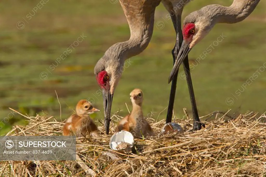 Two Sandhill cranes (Grus canadensis) with two baby chicks at a nest
