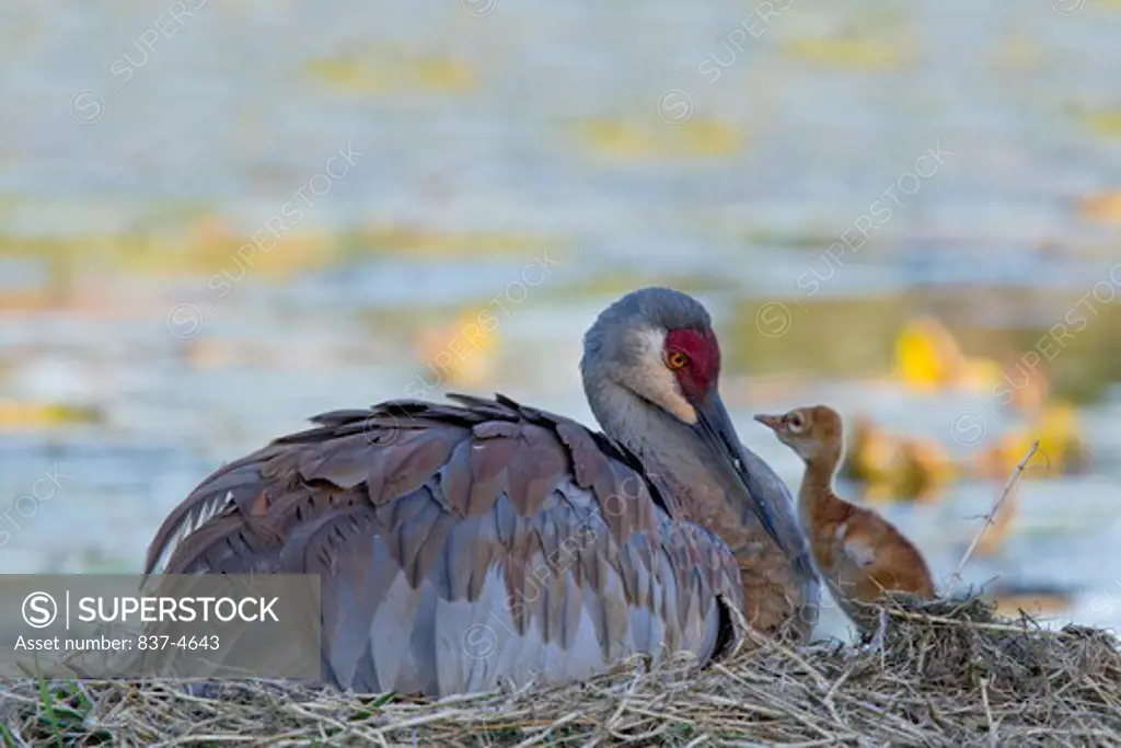 Sandhill crane (Grus canadensis) with its young one at a nest