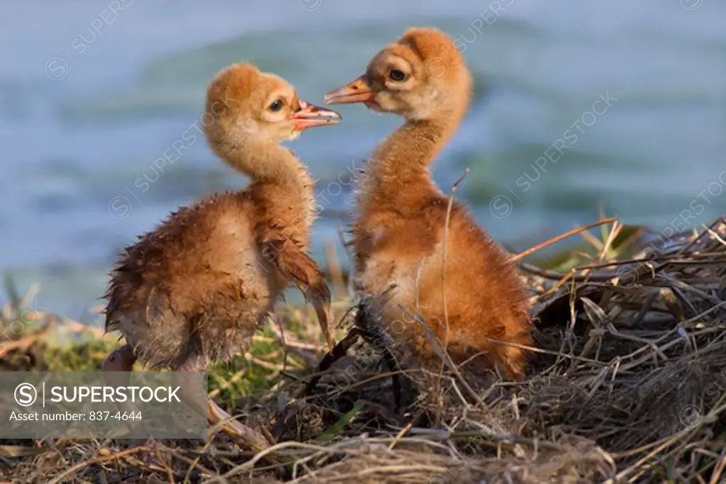 Two Sandhill cranes (Grus canadensis) baby chicks facing off at a nest