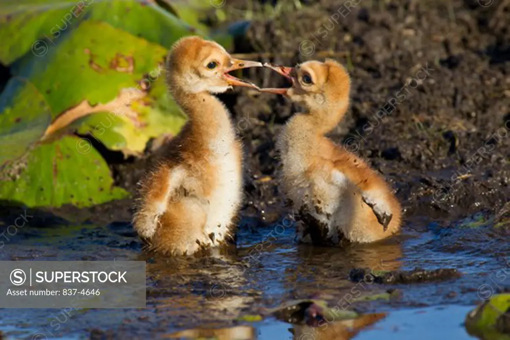 Two Sandhill cranes (Grus canadensis) baby chicks facing off in water