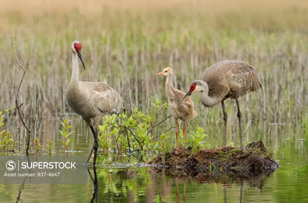 Two Sandhill cranes (Grus canadensis) with baby chick in a swamp