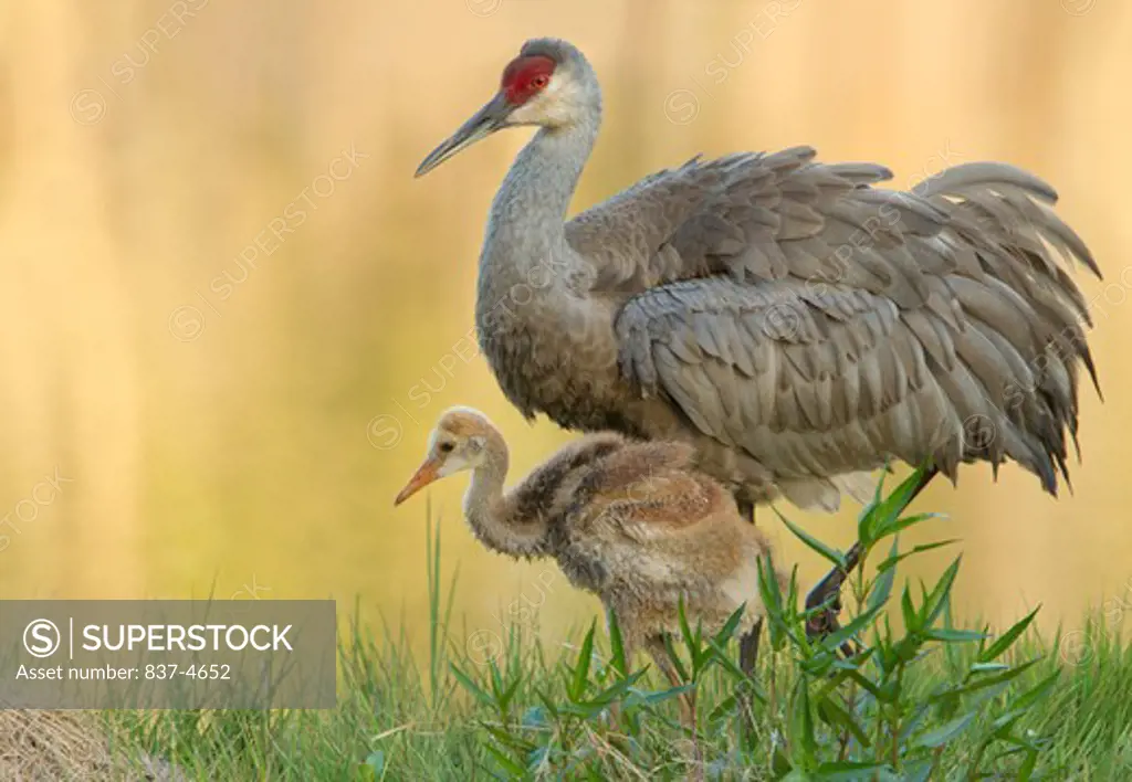 Sandhill crane (Grus canadensis) with its young one in a swamp