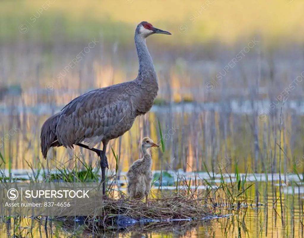 Sandhill crane (Grus canadensis) with its young one in a swamp