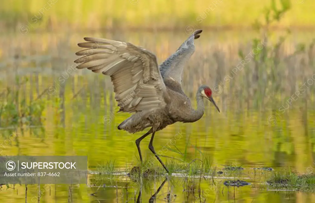Sandhill crane (Grus canadensis) with spread wings in a swamp
