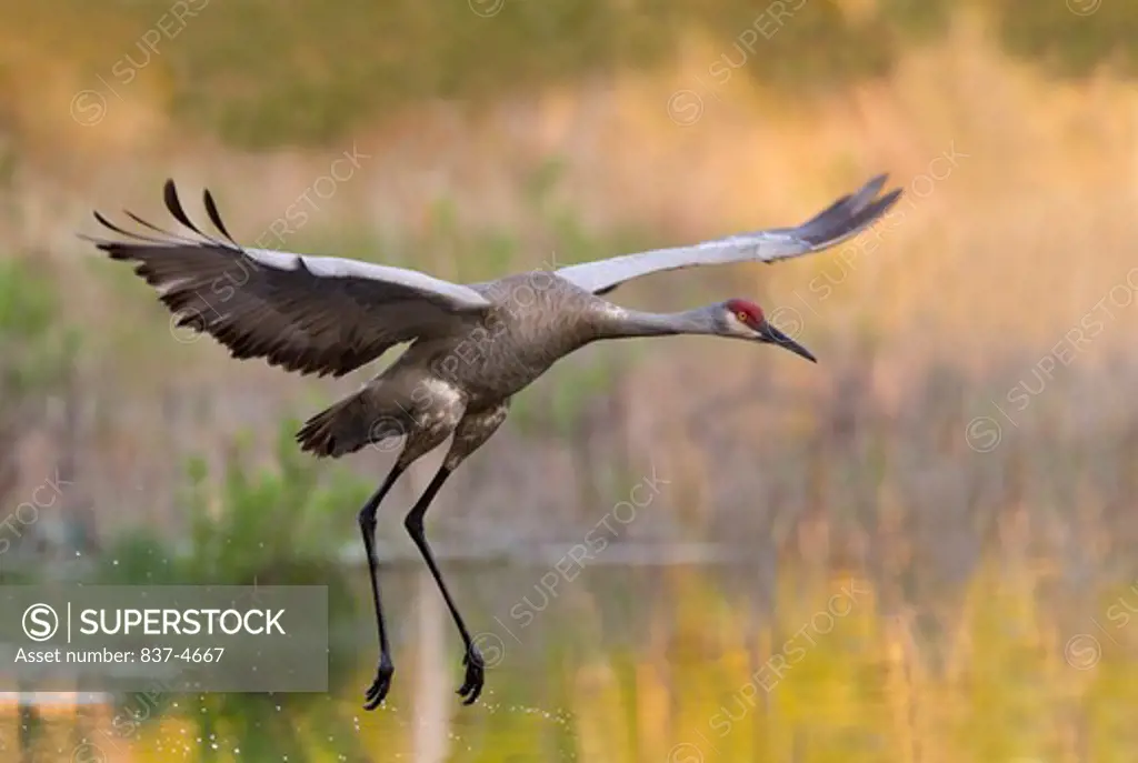 Sandhill crane (Grus canadensis) in flight at a swamp