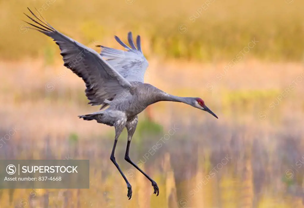 Sandhill crane (Grus canadensis) in flight at a swamp