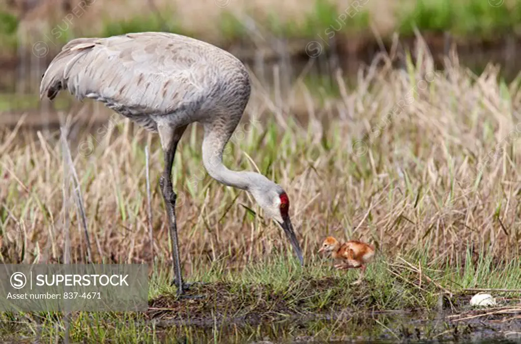 Sandhill crane (Grus canadensis) with its young one on a nest