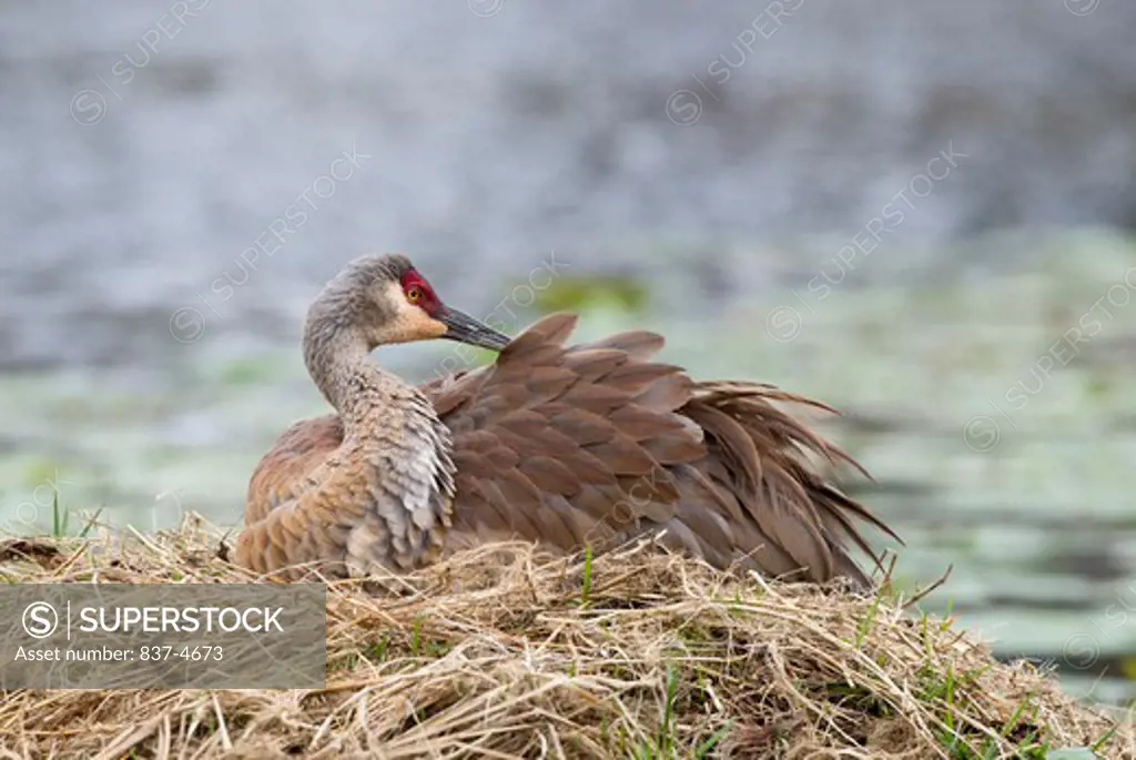 Sandhill crane (Grus canadensis) resting on nest