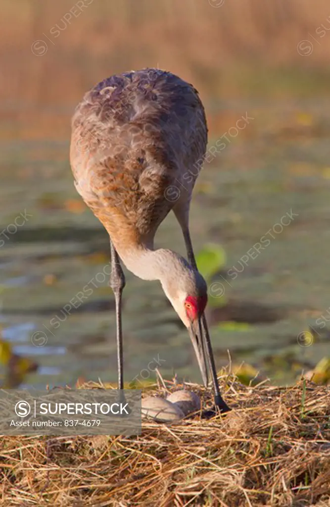 Sandhill crane (Grus canadensis) with eggs on a nest
