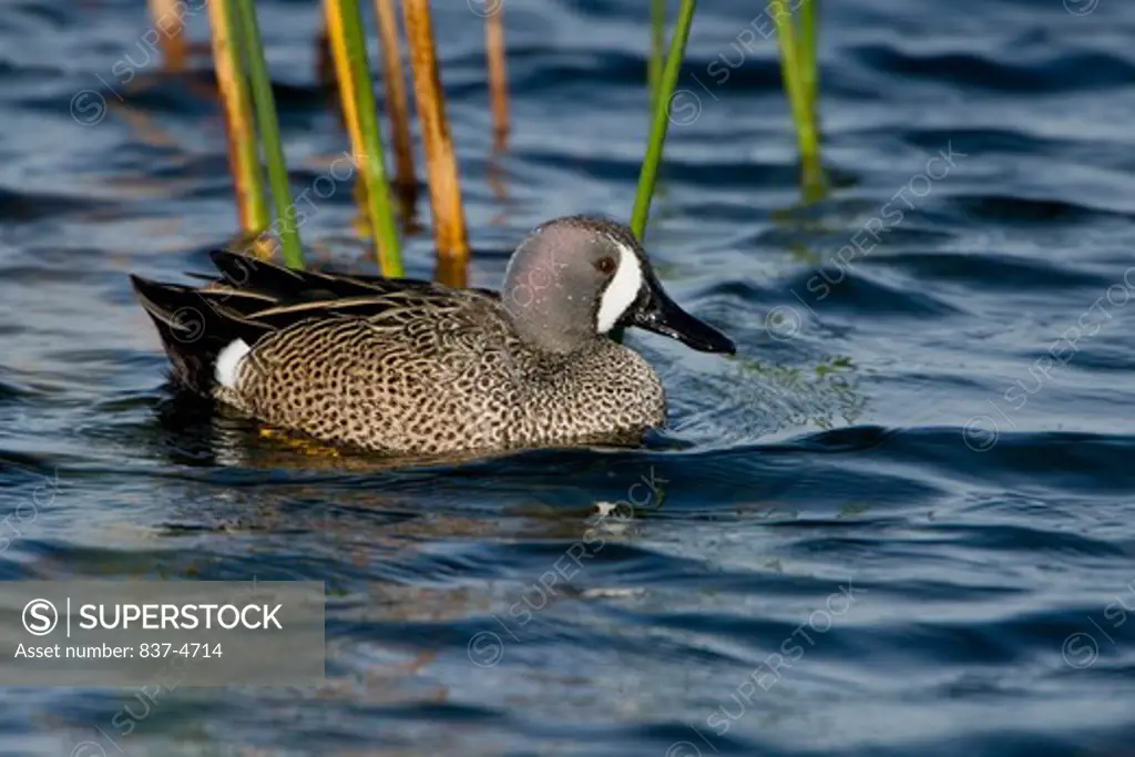 Blue-winged teal (Anas discors) in a lake