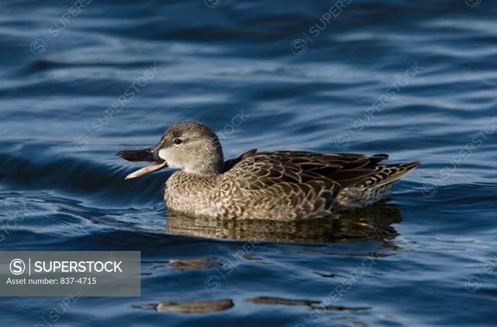 Blue-winged teal (Anas discors) in a lake