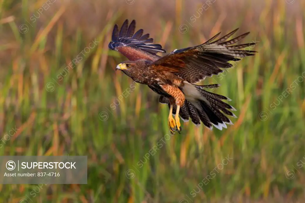 Harris hawk (Parabuteo unicinctus) in flight