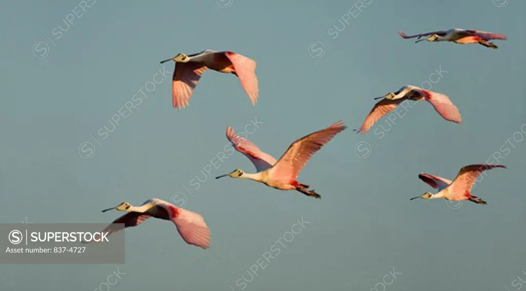 Flock of Roseate spoonbills (Ajaia ajaja) in flight
