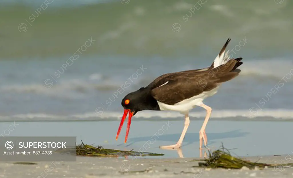 American Oystercatcher (Haematopus palliatus) searching for food