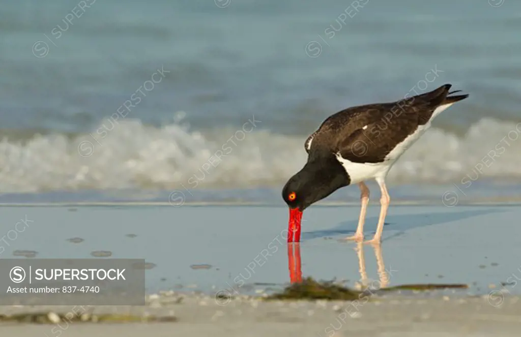 American Oystercatcher (Haematopus palliatus) searching for food