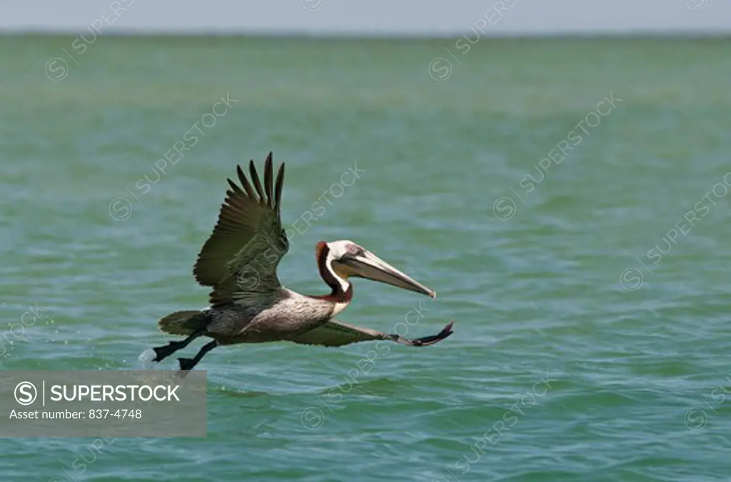 Brown Pelican (Pelecanus occidentalis) taking off from the ocean