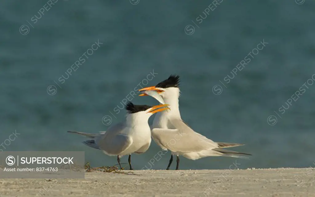 Pair of Royal tern (Sterna maxima)