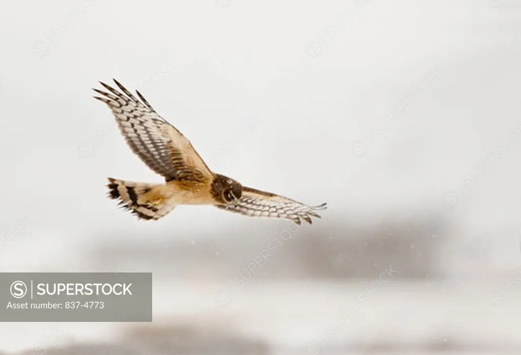 Northern harrier (Circus cyaneus) in flight
