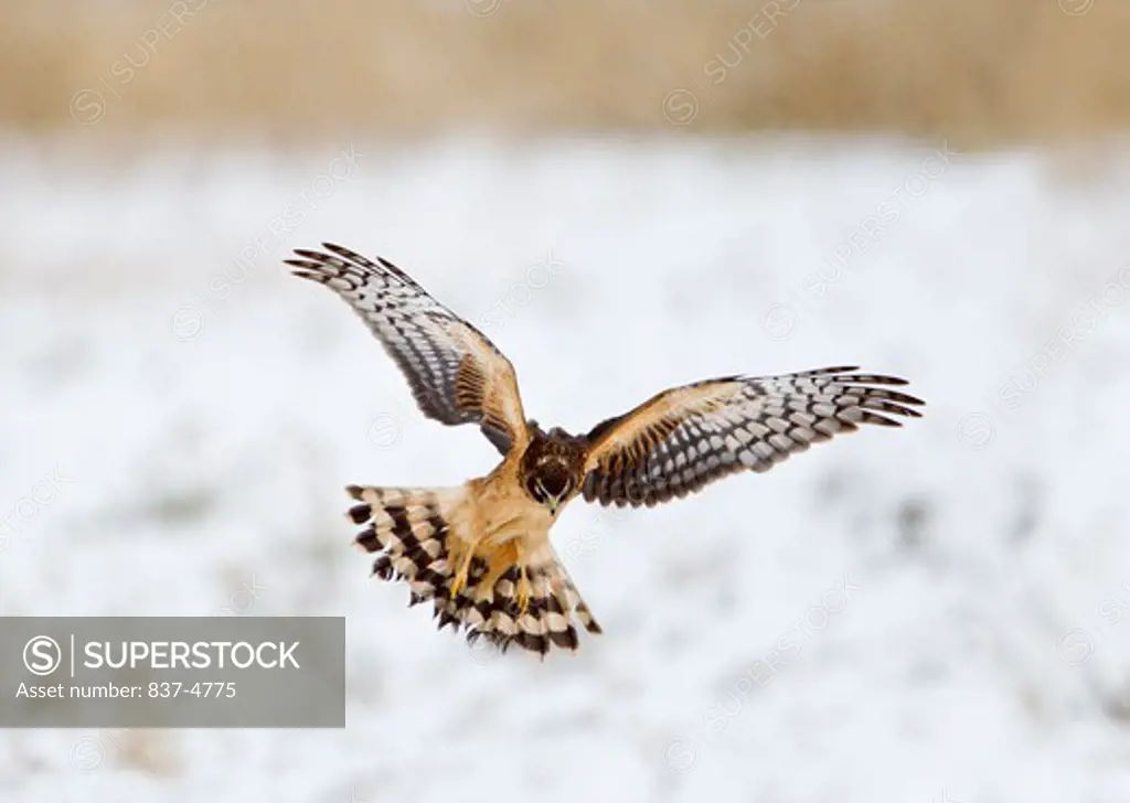 Northern harrier (Circus cyaneus) flying during snowing