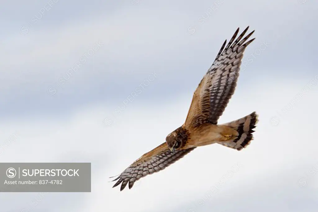 Low angle view of a Northern harrier (Circus cyaneus) flying