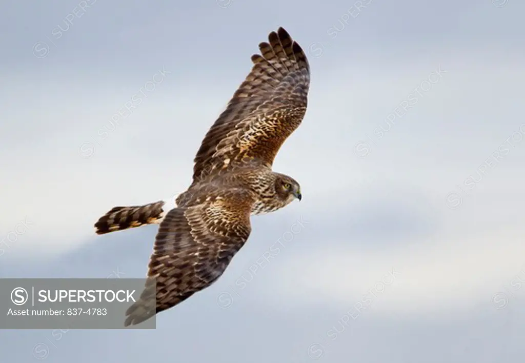 Low angle view of a Northern harrier (Circus cyaneus) flying