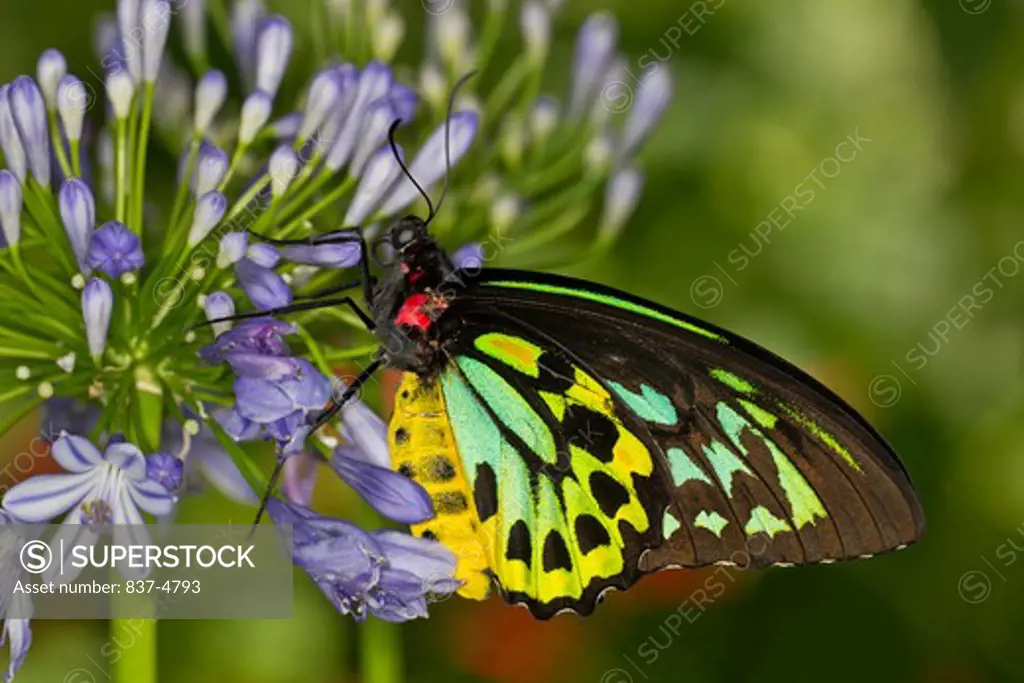 Common Green Birdwing (Ornithoptera Priamus)