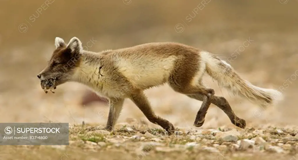 Artic Fox (Alopex Lagopus) with lemming in mouth