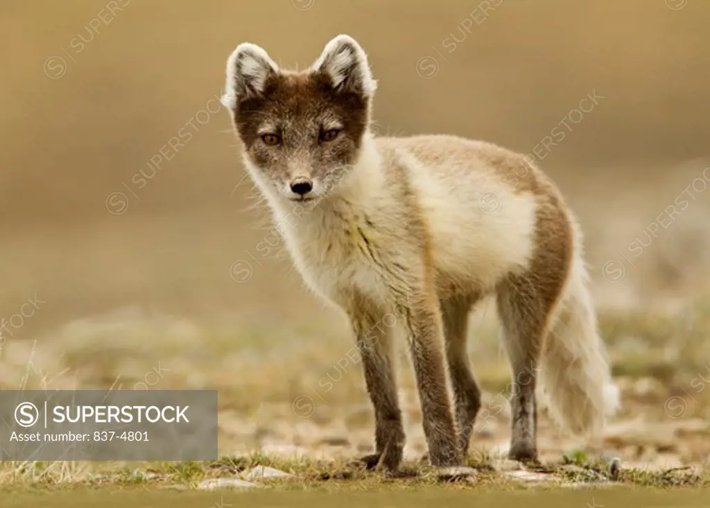 Artic Fox (Alopex Lagopus) in tundra