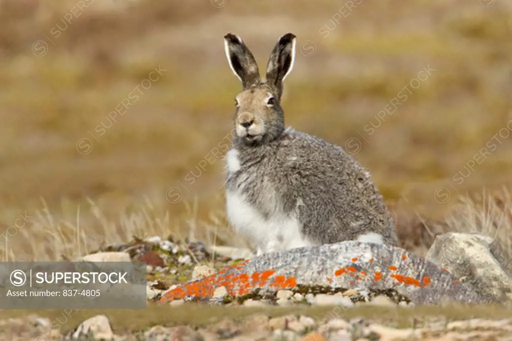 Artic Hare (Lepus Articus) in tundra