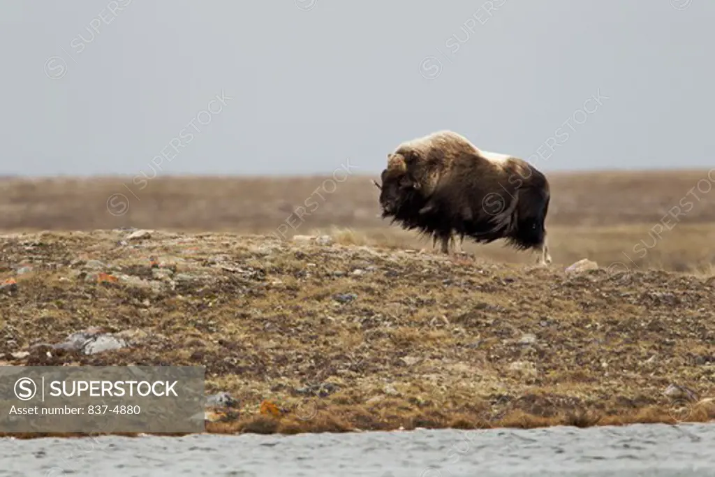 Lone Musk Ox (Ovibus Moschatus) standing by water's shore in tundra