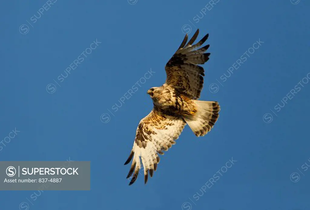 Rough-Legged Hawk (Buteo Lagopus) flying