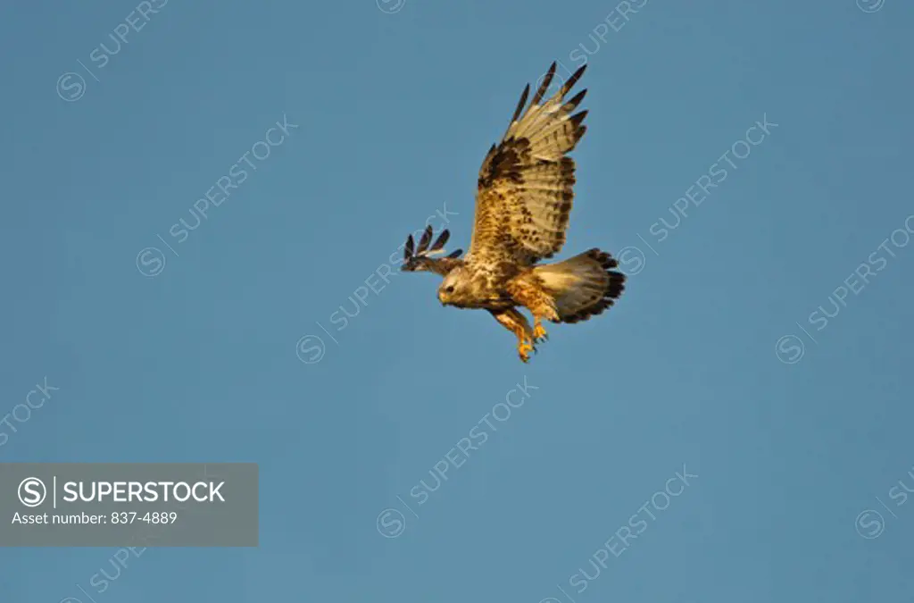 Rough-Legged Hawk (Buteo Lagopus) hovering