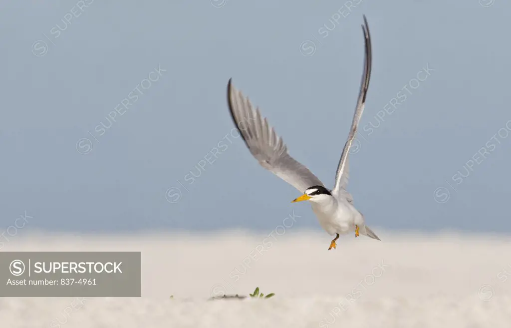 Close up of Least Tern (Sterna Antillarum) taking off