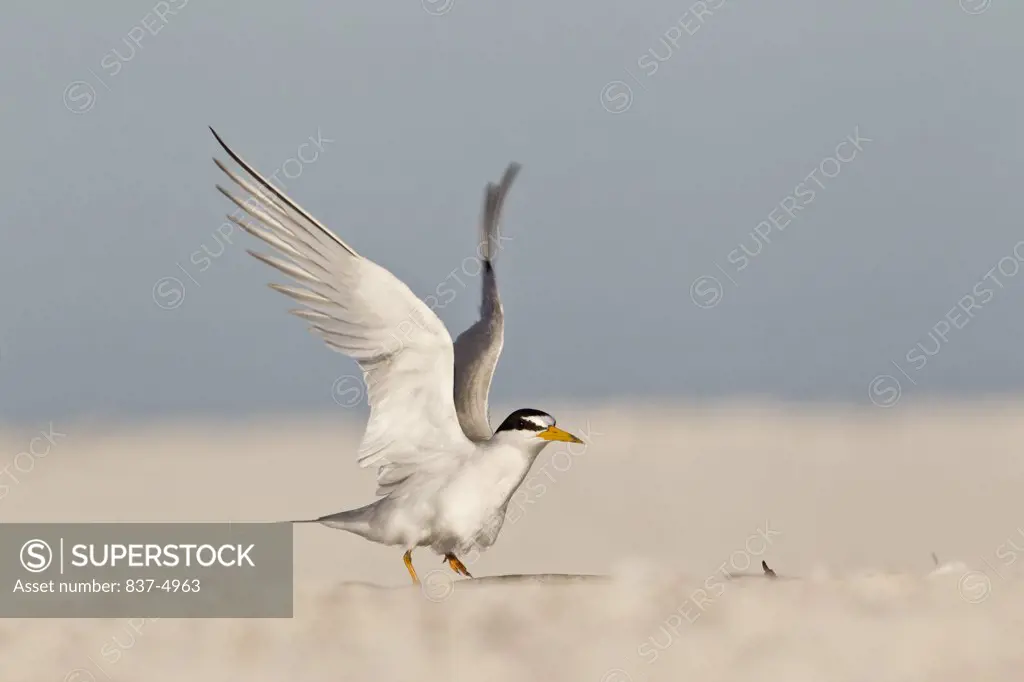 Close up of Least Tern (Sterna Antillarum) flapping wings