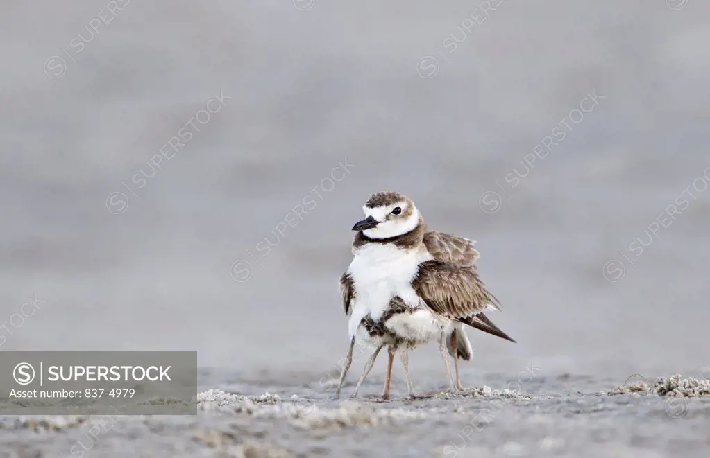 Close up of Wilson's Plover (Charadrius Wilsonia) with chick