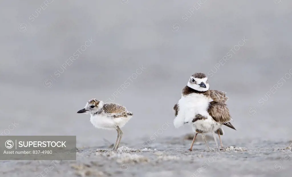 Close up of Wilson's Plover (Charadrius Wilsonia) with chick