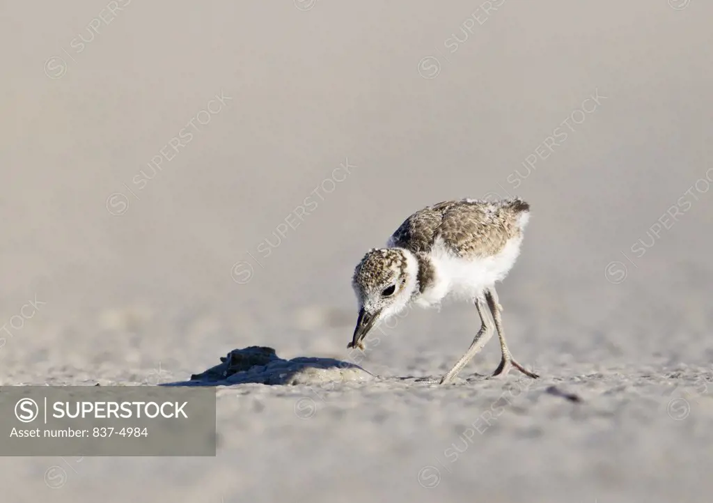 Close up of Wilson's Plover's chick (Charadrius Wilsonia) on sand