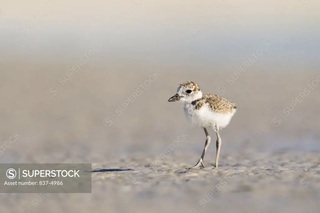 Close up of Wilson's Plover's chick (Charadrius Wilsonia) on sand